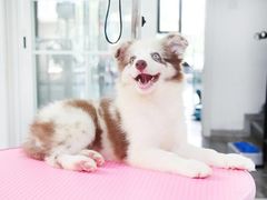 -翊宠yipet猫狗购宠庄园犬舍•猫舍