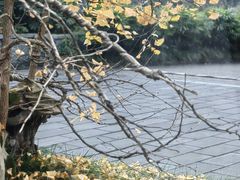 -青城山六善酒店·紫氣園中餐厅