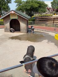 -造物庄园 萌宠纪(苏州湾歌林公园店)
