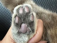 -唐小姐の私宠·宠物洗护美容·撸猫馆·购宠(周浦万达旗舰店)