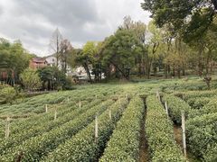 -野蔓果·山野菜(西湖景区·龙井茶田店)