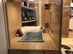 -屋虎猫馆(宝安大仟里店)