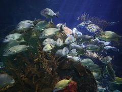 -瑞普利水族馆
