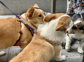 疫情期间人憋坏了 狗也憋坏了 好不容易出了个太阳