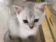 -糯米喵星人总部直营旗舰店·猫舍·幼猫出售