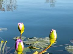 -上海植物园-4号门售票处