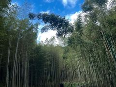 -广州市石门国家森林公园