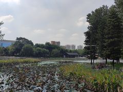 -映月湖公园