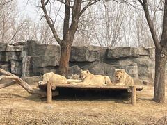 -北京野生动物园