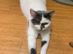 -猫冇咖·家门口的撸猫馆(大融城店)