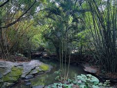 -大屏嶂森林公园