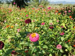 -野鸭湖国家湿地公园