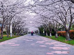 -高东镇樱花园