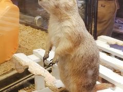 -宠物世家(仲盛世界商城店)