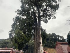 -灵光寺