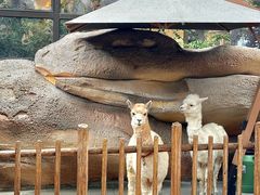 -杭州开元森泊度假乐园