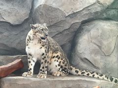 -青藏高原野生动物园