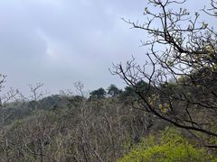 -幽岚山·童话森林