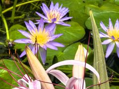 -国家植物园南园