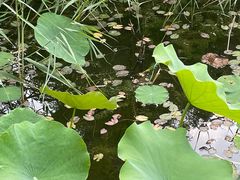 -郑州植物园