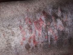 -爱侣宠医·鹦鹉专科·小型哺乳类·异宠专科(灵石路店)