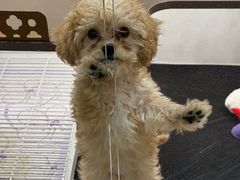 -翊宠yipet猫狗购宠庄园犬舍•猫舍