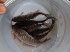 -大圩自在人土鸡场(大圩自在人垂钓店)
