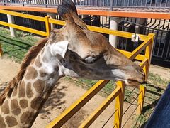 -西霞口神雕山野生动物世界