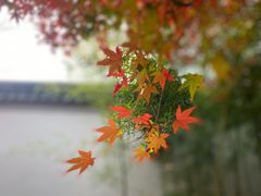 -秋霞圃
