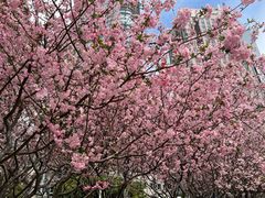 -陆家嘴中心绿地