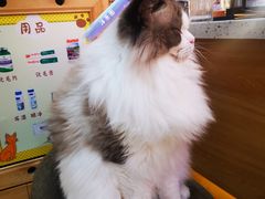 -滚猫咖啡·猫咖·猫友好撸猫(未来城店)
