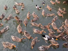 -野鸭湖国家湿地公园