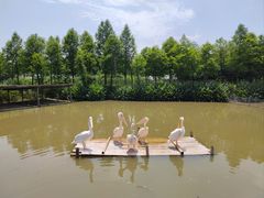 -宁波杭州湾国家湿地公园