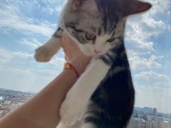 -翊宠yipet猫狗购宠庄园犬舍•猫舍