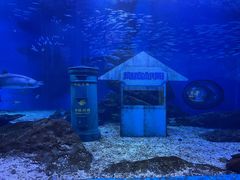 -海合安武汉极地海洋公园