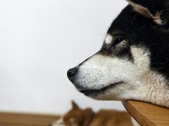 -是阿柴呀！柴犬咖啡·爱喵喵猫咖