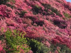 -木兰云雾山