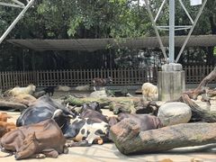 -广州长隆飞鸟乐园