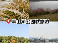 -羊山湖公园