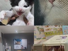 -御宝贝·A梦猫科宠物医院(国际猫友好医院)