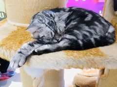 -藏猫猫咖啡主题馆(中央大道店)