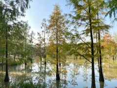 -上海长兴岛郊野公园