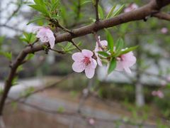 -张家港凤凰山景区河阳山歌馆