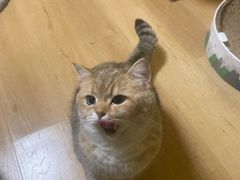 -Meowの猫咖(万家丽店)