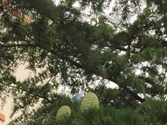 -保利·新九寨宾馆