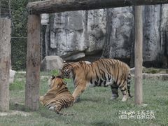 -上海野生动物园