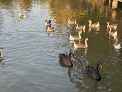 -溱湖国家湿地公园