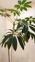 -HEYAN荷妍专业脱毛连锁机构