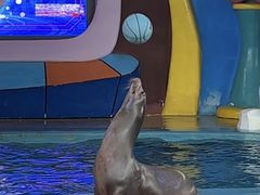 -海合安武汉极地海洋公园