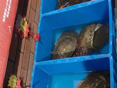 -状元甲·湖北甲鱼大王(汉口火车站店)